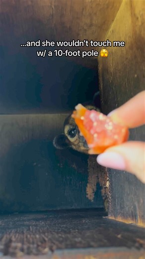 3.3M views · 33K reactions | Tommy did receive his rock candy … I hope 直 #kinkajou #honeybear #rockcandy #kinkatopia | Kinkatopia | Facebook