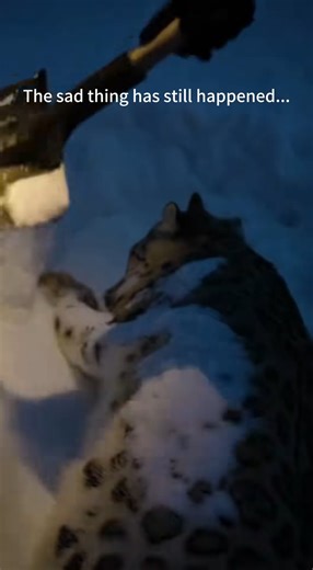 F2603004__A Snow Leopard Mom's Final Journey to My Doorstep Changed Everything �❤️_，#SnowLeopardRescue、#Wild_part2