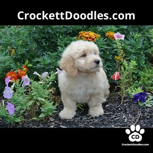 86 reactions · 5 comments | We miss these sweet f1 mini Goldendoodles CrockettDoodles.com #miniGoldendoodles | Aussiedoodles | Facebook