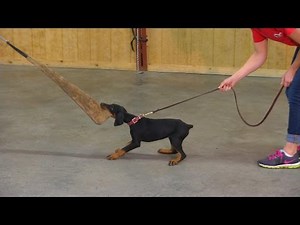 9 Wk Doberman Puppy "Evie" Early Protection Training Evaluation Development For Sale