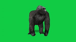 Download Gorilla looking around and howl 3d animation isolated on green screen background for free