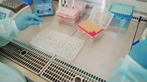 Laboratory assistant working with test tubes. Female hands in protective gloves filling vials with liquid by a special plastic tube in the laboratory.