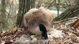 1.1M views · 16K reactions | Is that a pip? A sharp-eyed volunteer...