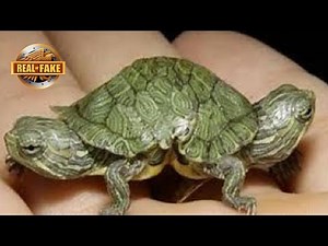 TURTLE With Two Heads- Real or Fake?
