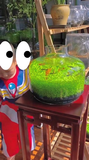 Activategameplayer (@activategameplayer) - Aquarium soil and aquarium grass make wonderful aquarium fish tank #aquarium #minitank #soilforaquarium #grasstok #aquariumgrass #plantedtank #fish #fishtank #foryourpage