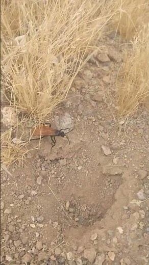 Incredible Sight: Tarantula Hawk Wasp Emerges from Burrow!