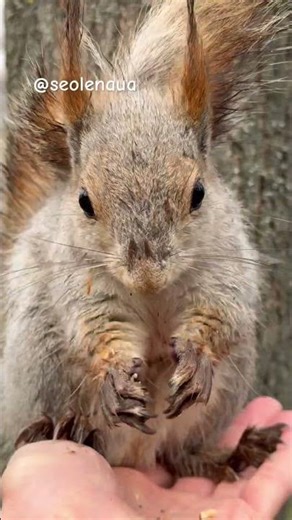 Wet Squirrel Eats from My Hand… Then Realizes It’s Over 🐿️🌧️