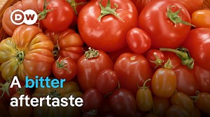 How sustainable are tomatoes? | DW Documentary