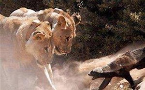 非洲滚刀肉蜜獾的十大胜绩