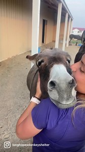 1.3M views · 214K reactions | Morning snuggles! 殺 | Longhopes Donkey Shelter | Facebook