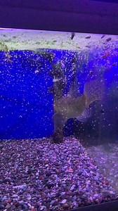 1.8K views · 12 reactions | There is a reason Wolf fish are one of the most feared fish in the Amazon. Outright Predator. Moving to a new larger home very soon. | Discovery Aquatics | Facebook