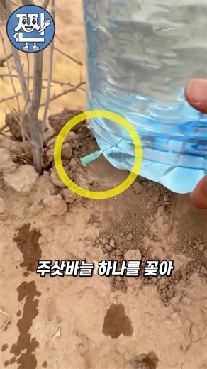 사막에서도 식물이 살아남는 이유