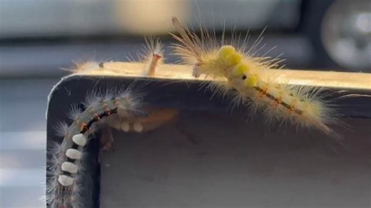 Experts Warn: Don’t touch these fuzzy Florida bugs! What you need to know about the Tussock moth caterpillar