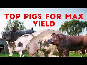 Top 5 countdowns Pig Breeds for Meat Production: Which is Right for Your Farm?