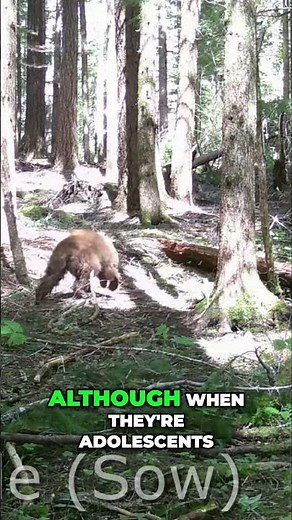 Bear ID: Spotting Male vs. Female Bears in the Wild!