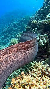 1.4M views · 9.9K reactions | Ubderwater view, Moray eel  #morayeel #fishing #fish #trendingreels #fbreelsvideo #viralreelsfacebook #spearfishing #fb | Fish Hunter Vlog | Facebook
