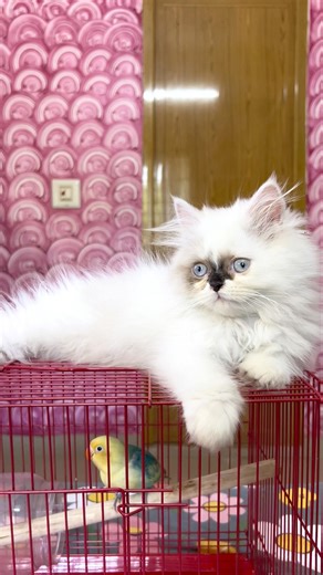 Cat videos 💕 ! Kitten meowing ! Cat sound ! Cat voice ! Cat ! Persian cat sound ! Cat ! Kittens cat