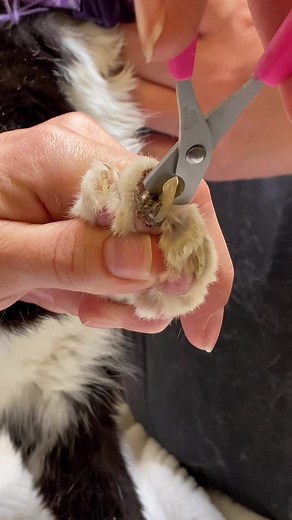 Cat Toenail Care Tips: How to Safely Trim Your Cat's Long Nails