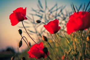 Best Soil For Poppies: 5 Great Options – Days in Garden