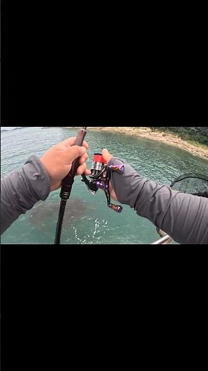 비진도 따라오는 무늬오징어 잡기#무늬오징어 #fishing #에깅낚시 #낚시 #선상낚시