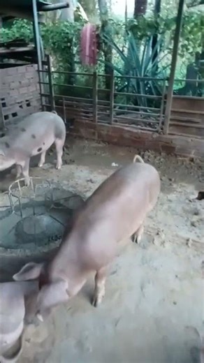 #smart pig digging the land