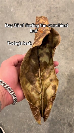 Finding the Crunchiest Leaf on Day 35
