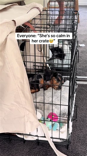 Dachshund's Journey to Calmness in Crate Training