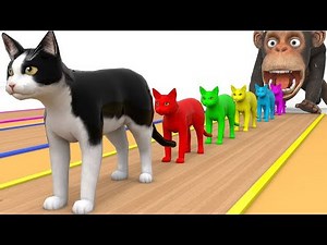 Meo Meo Meo Rửa Mặt Như Mèo - Cả Nhà Thương Nhau - Nhạc Thiếu Nhi Mèo Con Vui Nhộn