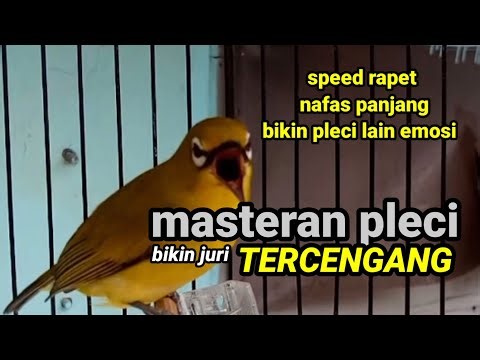 Gak bingung lagi mau masterin pleci mu!! Pake masteran pleci nembak rapet speed panjang.
