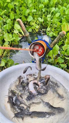 Best trap fishing idea by using PVC pipe trap from lake to catch huge catfish #fishing #fish #fishinglife #reels | Fishy Story | Facebook