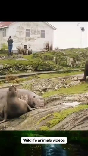 #the #walrus #fight th😭🥶😫e walrus fight | walrus