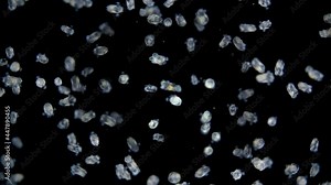 Colony of Rotifera Synchaeta sp. under a microscope, class Monogonta,. Salty marine organism, has a cosmopolitan distribution. Sample found in the Barents Sea