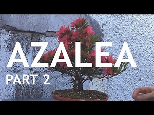 Azalea Bonsai from Nursery Stock, 2