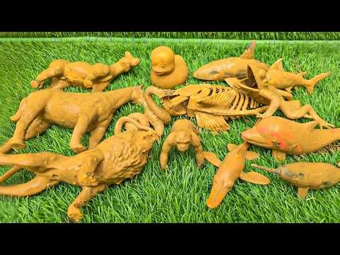 Sea Creatures and Forest Animals: A Fun Learning Adventure for Kids