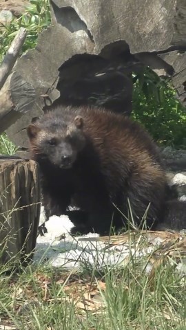Discover the fascinating world of wolverines