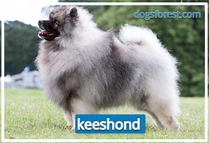 Keeshond Growth Chart (Weight Chart & Size Chart)