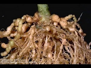 New Methods to Control Nematodes in the Field