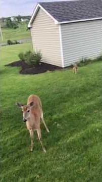 Momma Deer Protecting her Baby