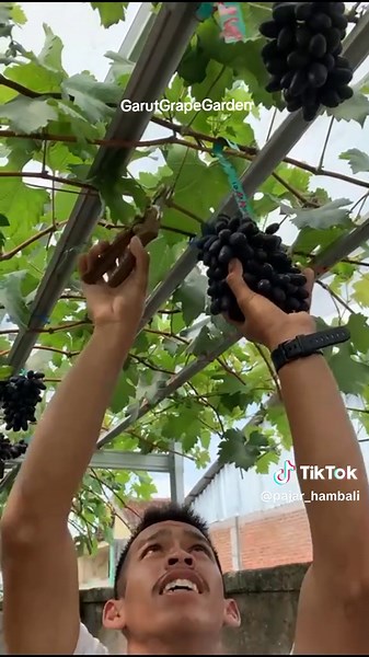 Panen Anggur Import: Tips dan Konsultasi Perkebunan