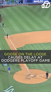 A goose on the loose caused a brief delay during the National League playoff game between the San Diego Padres and Los Angeles Dodgers on Wednesday night. 🦆⚾🧢 https://abc7.la/3VkuJZH | ABC7