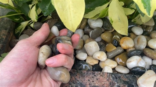 Watch pebbles for plant on Amazon Live