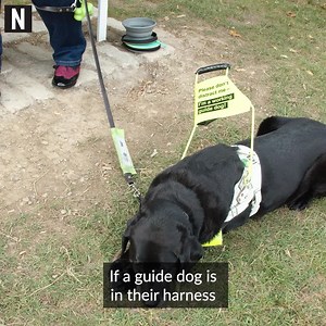 10K views · 95 reactions | When a guide dog is wearing its harness, it's working and should be left alone. Here’s what you can do to help blind people on public transport. Noteworthy and The Good Information Project have been looking at issues that disabled people have accessing transport. | TheJournal.ie | Facebook