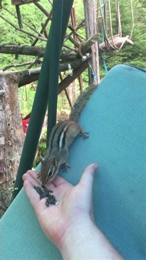 🪑🐿️ Who’s That on the Outdoor Chairs? #squirrel #wildlife #animals #wildernessseason