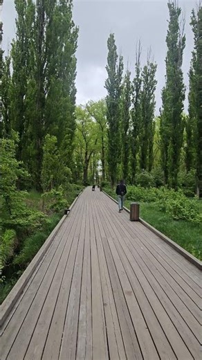 The Calm Forest Path 🍃