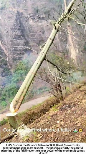 The Calculated Fall: Felling a Tree on a Slope ⛰️🪓