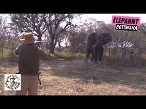 Enormous Botswana Elephant