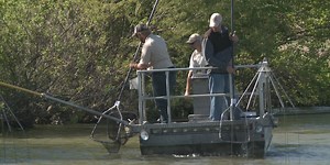 Fish biologists mix electricity and water for "shocking" results