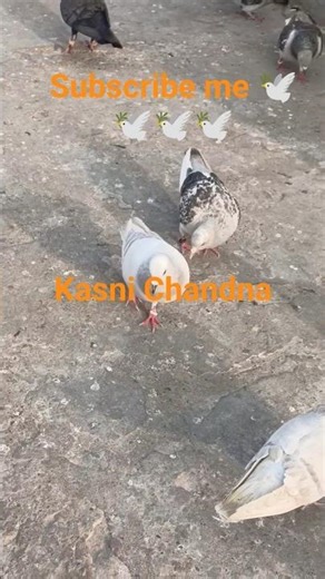 kabutre ki video subscribe me 🕊️🕊️🕊️🕊️#pigeon #shorts #youtubeshorts
