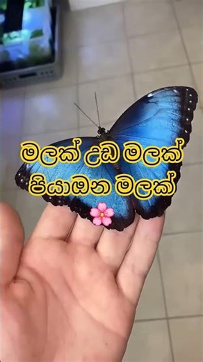 තේරවිලි විසදමු💁 #riddles #sinhalariddles #gk #shorts #riddletime