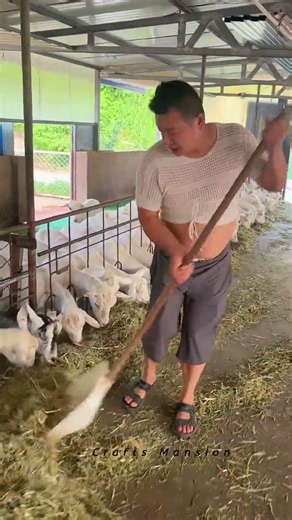 Efficient Goat Farm Management And Feeding Routines In Action